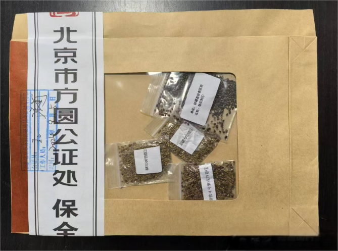 新疆牧草种子登月归来即将解封试种