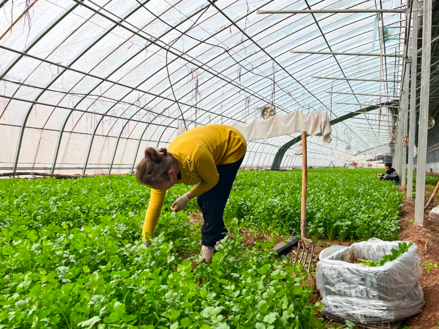 温室拱棚20078座，其中温室2828座、拱棚17250座，疏附县设施农业助振兴！