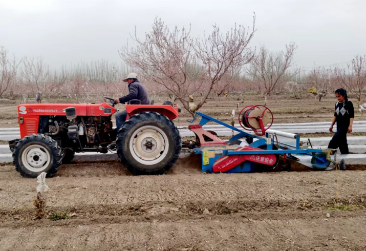 春耕正当时！英吉沙辣椒栽植忙